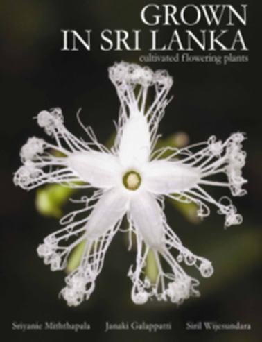 Grown in Sri Lanka – Cultivated Flowering Plants